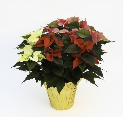 Plant - Pointsettia Tri Colour 10IN