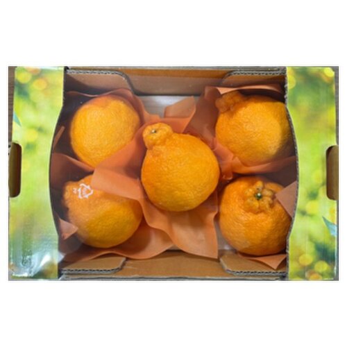 Korean Jeju - Hallabong (Depokon) Mandarin
