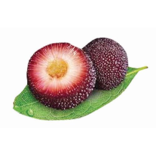Fresh - Yang Mei / Red Bayberry