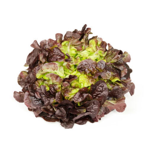Lettuce - Red Butter Organic