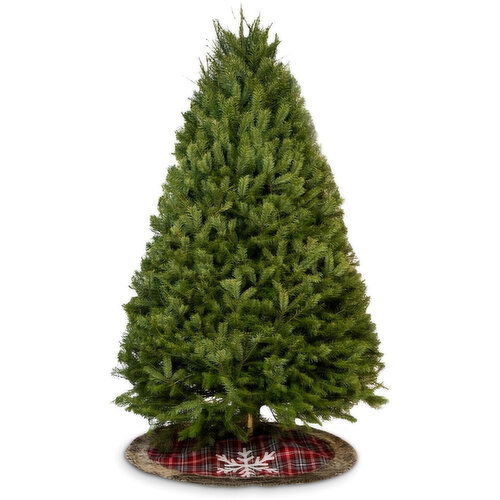 Douglas Fir - Christmas Tree 5/6