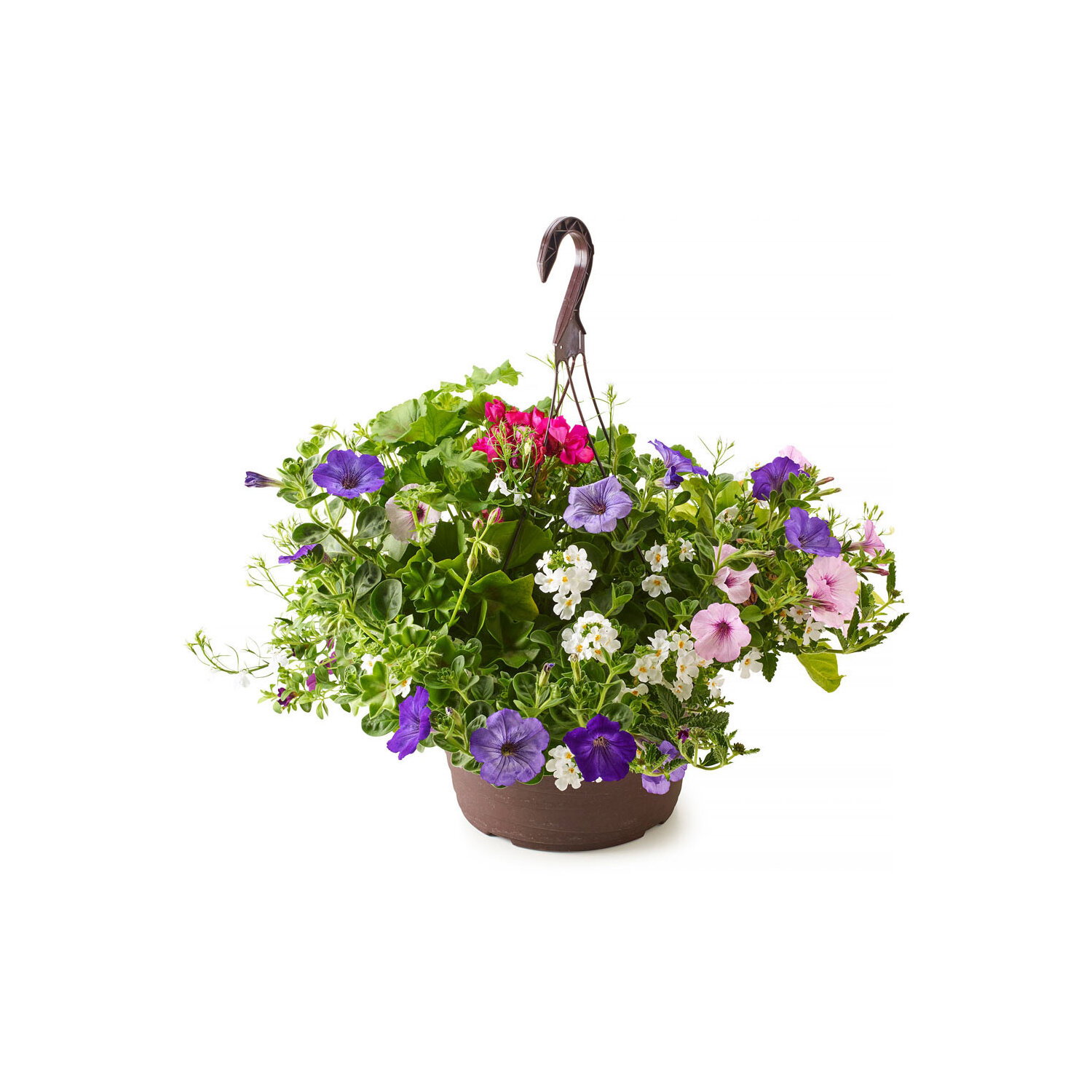 Hanging Basket - Mixed Flowers, Fresh 12In - Save-On-Foods