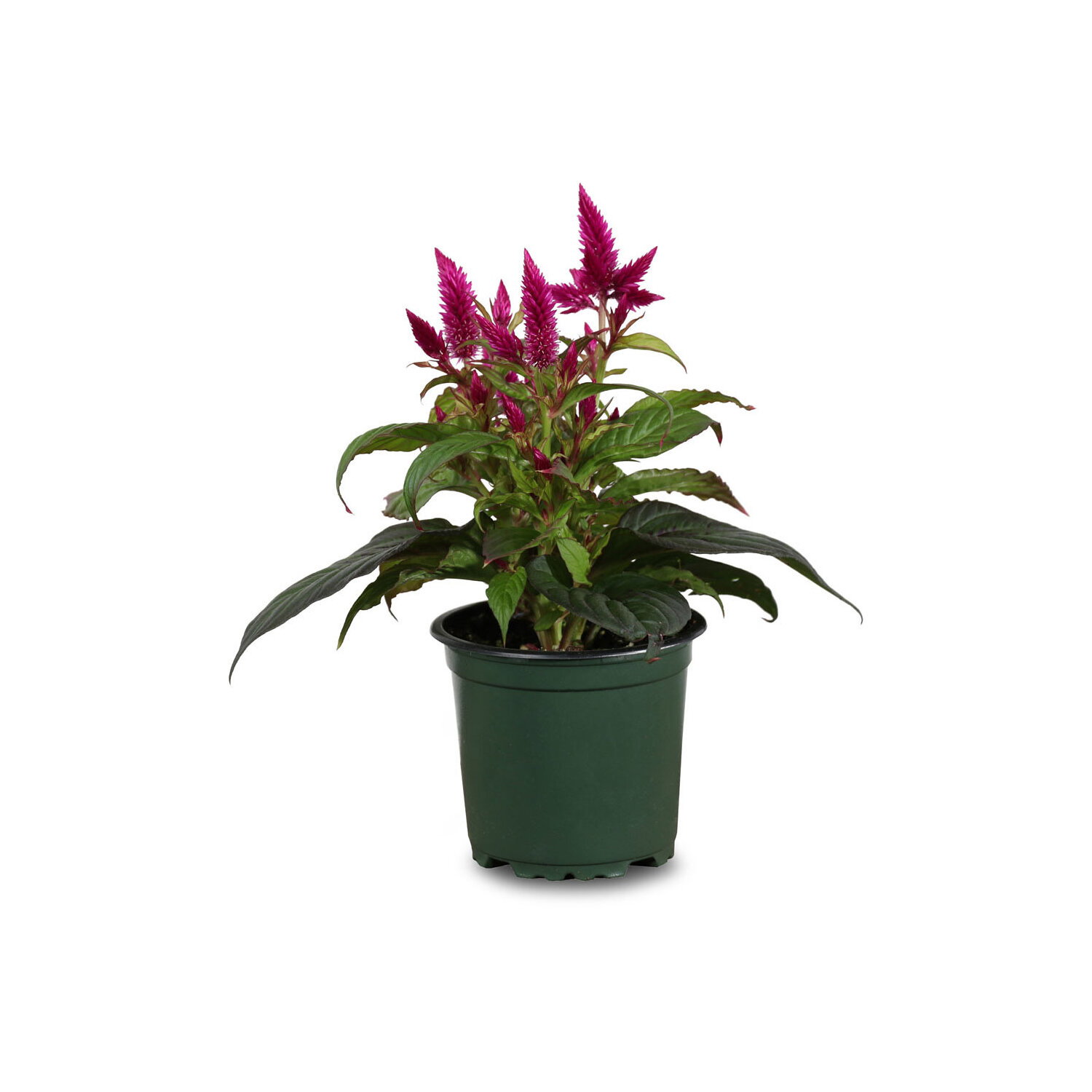plant teddy Teddy Bear Sunflower Plants – Salinas Nursery Garden Plants