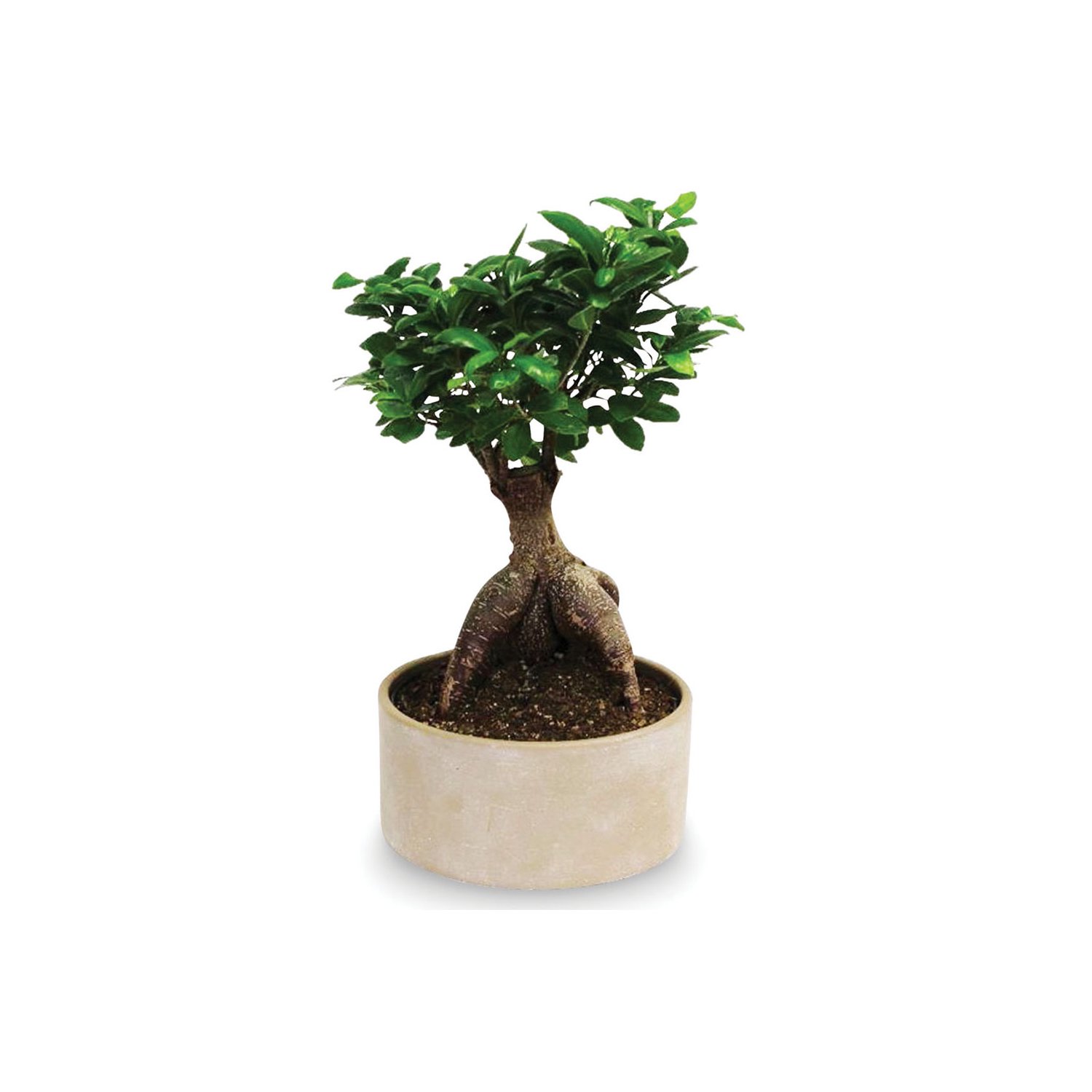 wire tree bonsai Bonsai Tree on Cliff Copper Wire Tree on Ohko Dragon Stone – Elysian  Workshop main image 0