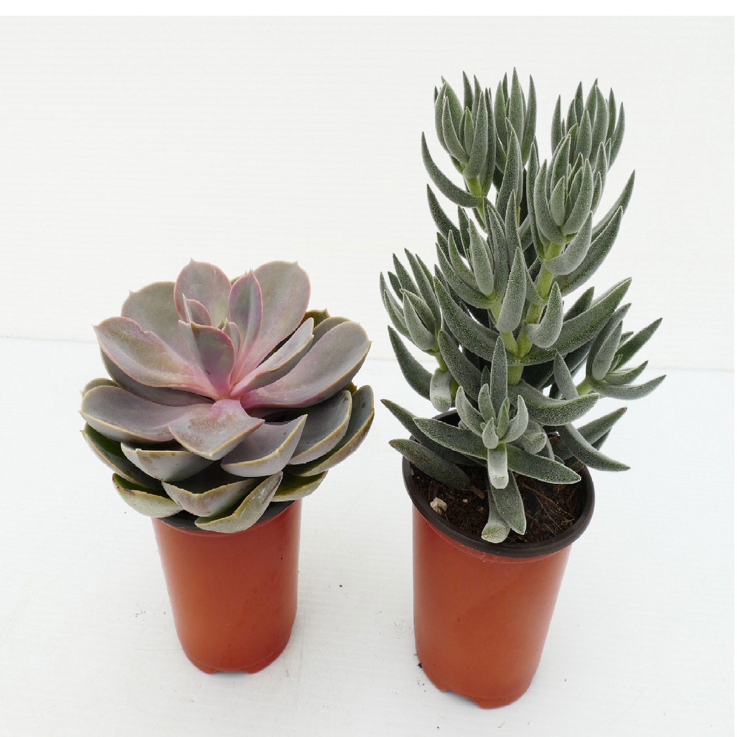 N/A - Assorted Succulents 9cm - Save-On-Foods