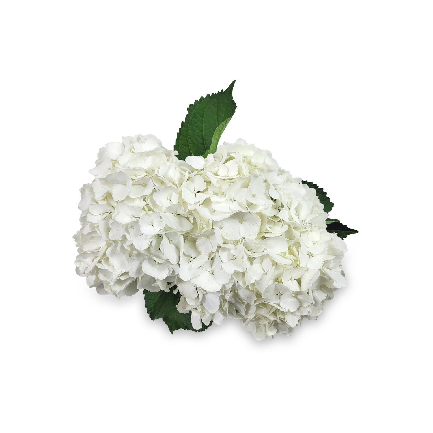 Hydrangea - 2 Stem - Urban Fare