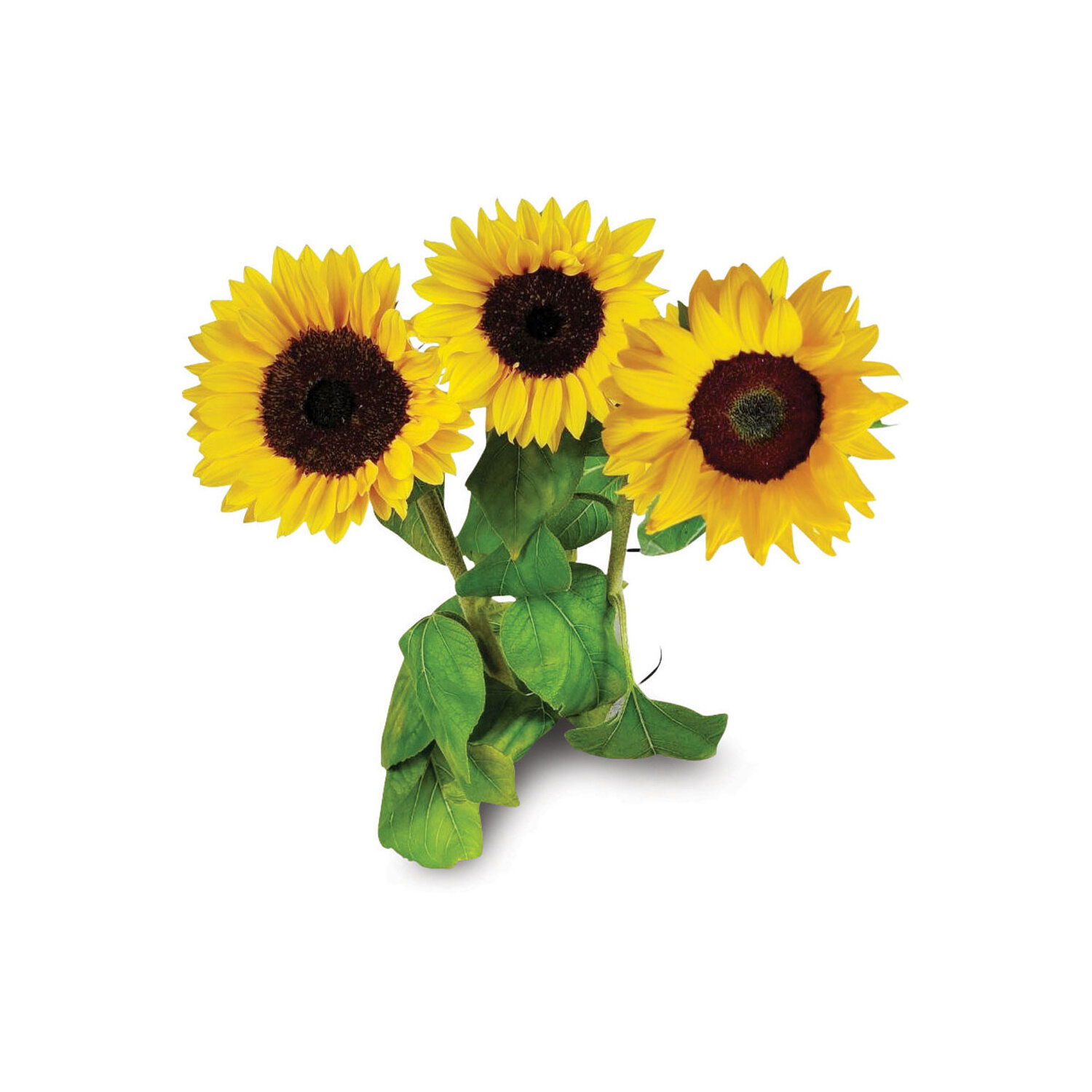 Buttercream Sunflower (F1) seeds | Blue Pumpkin Seed Co